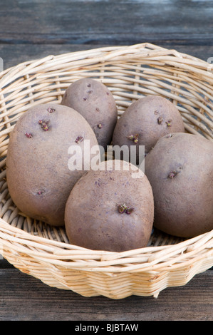 Red Duke of York Samen Kartoffelknollen, gehäutet ein rotes Erbe ersten frühen Ernte Kartoffeln in einem Korb Stockfoto