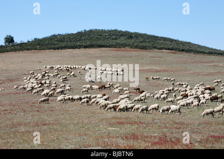 Merino-Schafe (Ovis Widder), Herde Weiden im Nationalpark Herdade de Sao Marcos Großtrappe reservieren, Alentejo, Portugal Stockfoto