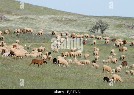 Merino-Schafe (Ovis Widder), Herde Weiden im Nationalpark Herdade de Sao Marcos Großtrappe reservieren, Alentejo, Portugal Stockfoto