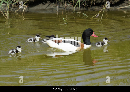 Brandgans (Tadorna Tadorna), Eltern mit Entchen schwimmen im Bach, Texel, Holland Stockfoto