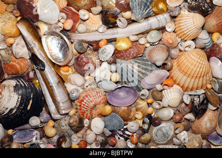 Atlantic gemischte Muscheln und Seesterne am Strand in Coto Donana Nationalpark, Andalusien, Südspanien Stockfoto