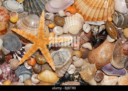 Atlantic gemischte Schalen und Sterne Fisch am Strand, im Coto Donana Nationalpark, Andalusien, Südspanien Stockfoto