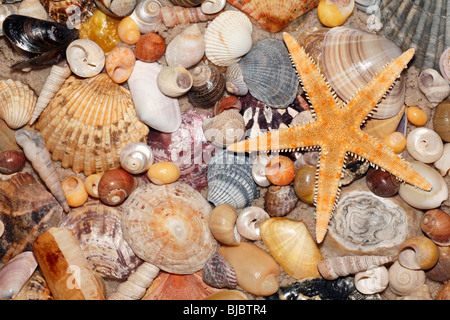 Atlantic gemischte Schalen und Sterne Fisch am Strand, im Coto Donana Nationalpark, Andalusien, Südspanien Stockfoto