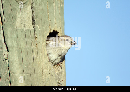 Spanische Sperling (Passer Hispaniolensis), weibliche am Nesteingang, Portugal Stockfoto