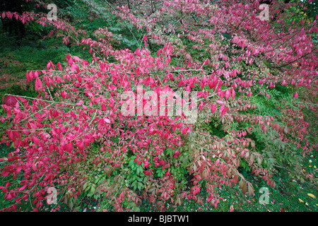 Spindel-Baum (Euonymus Europaeus), Strauch zeigt Herbstfärbung, Deutschland Stockfoto