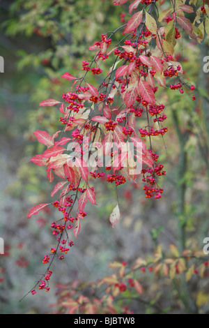Europäische Spindel (Euonymus Europaeus), Beeren und Blätter in Herbstfärbung Stockfoto
