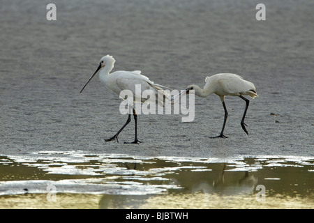 Löffler (Platalea Leucorodia), Erwachsene mit Küken, Texel, Holland Stockfoto