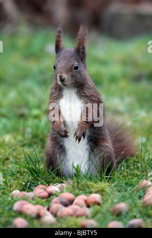 Europäische Eichhörnchen (Sciurus Vulgaris), stehend im Garten, Warnung Stockfoto