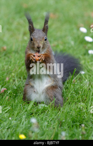 Europäische Eichhörnchen (Sciurus Vulgaris), sitzen auf der Wiese im Garten, Essen eine Haselnuss Stockfoto