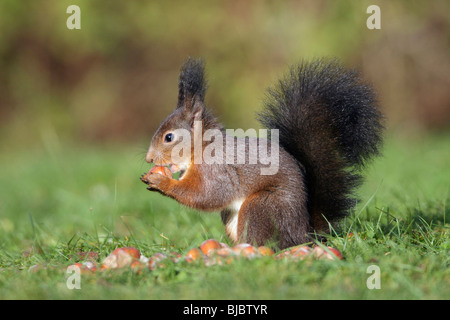 Europäische Eichhörnchen (Sciurus Vulgaris), sitzen auf der Wiese im Garten, Essen eine Haselnuss Stockfoto