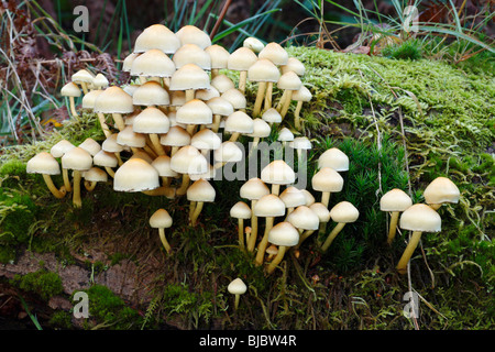 Sulphur Tuft Pilze (Grünblättriger Fasciculare), wachsen auf verfallenden Baum Stämme im Wald, Deutschland Stockfoto