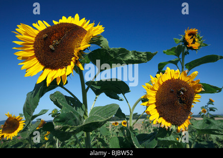 Honigbienen (Apis Mellifera) Fütterung auf eine Sonnenblumenköpfe (Helianthus Annuus), Deutschland Stockfoto