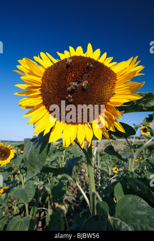 Honigbienen (Apis Mellifera) Fütterung auf eine Sonnenblume Kopf (Helianthus Annuus), Deutschland Stockfoto