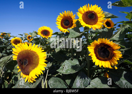 Sonnenblumen (Helianthus Annuus), gegen blauen Himmel, Deutschland Stockfoto