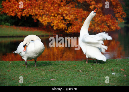 Höckerschwan (Cygnus Olor), kombinieren Sie pflegen ihr Gefieder, am Rand des Sees im Herbst, Deutschland Stockfoto