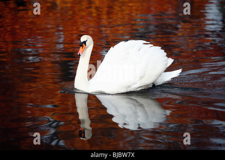 Höckerschwan (Cygnus Olor), Schwimmen am See im Herbst, Deutschland Stockfoto