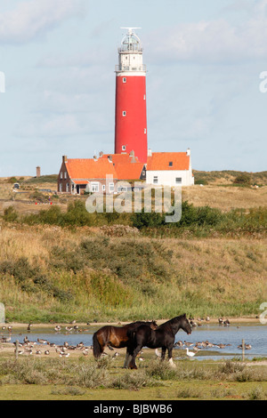 Leuchtturm, De Cocksdorp, Insel Texel, Holland Stockfoto