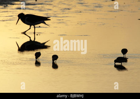 Austernfischer (Haematopus Ostralegus) und Alpenstrandläufer (Calidris Alpina), Fütterung in See bei Sonnenuntergang, Texel, Holland Stockfoto