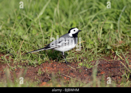 Trauerschnäpper Bachstelze (Motacilla Alba), am Boden ruhen, Deutschland Stockfoto