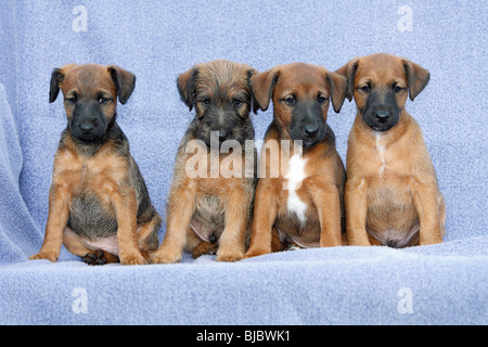 Westfalia / Westfalen Terrier, vier Welpen sitzen in einer Reihe, Deutschland Stockfoto