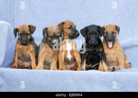 Westfalia / Westfalen Terrier, fünf Welpen sitzen in einer Reihe, Deutschland Stockfoto