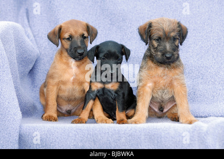 Westfalia / Westfalen Terrier, drei Welpen sitzen in einer Reihe, Deutschland Stockfoto