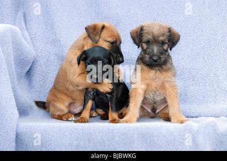 Westfalia / Westfalen Terrier, drei Welpen sitzen in einer Reihe, Deutschland Stockfoto