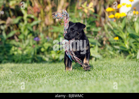 Westfalia / Westfalen-Terrier Welpen spielen mit Lappen Seil, Deutschland Stockfoto