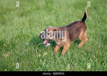 Westfalia / Westfalen-Terrier Welpen spielen mit Löwenzahn Blume, Deutschland Stockfoto