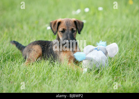 Westfalia / Westfalen-Terrier Welpen spielen mit Kuscheltier, Deutschland Stockfoto