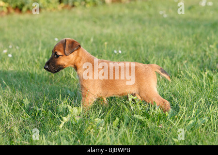 Westfalia / Westfalen Terrier Welpe auf Rasen, Deutschland Stockfoto