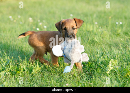 Westfalia / Westfalen-Terrier Welpen spielen mit Kuscheltier, Deutschland Stockfoto