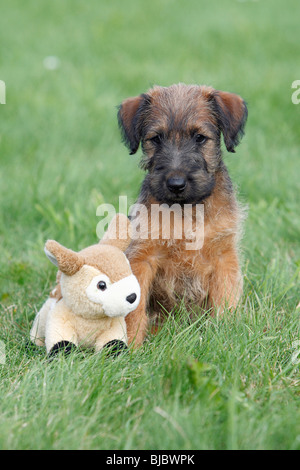 Westfalia / Westfalen-Terrier Welpen mit Kuscheltier, Deutschland Stockfoto