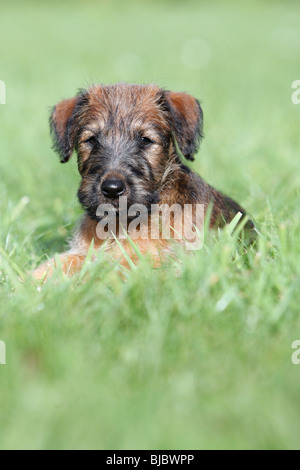 Westfalia / Westfalen-Terrier Welpen sitzen im Garten, Deutschland Stockfoto