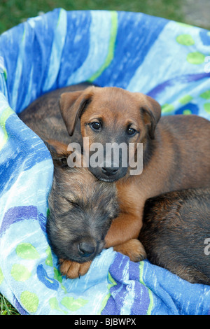 Westfalia / Westfalen Terrier, zwei Welpen im Korb, Deutschland Stockfoto