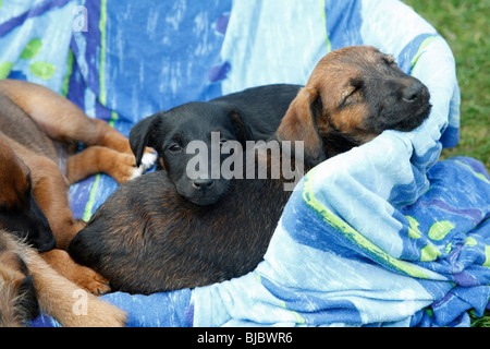 Westfalia / Westfalen Terrier, zwei Welpen im Korb, Deutschland Stockfoto