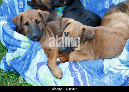 Westfalia / Westfalen Terrier, zwei Welpen im Korb, Deutschland Stockfoto