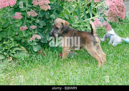 Westfalia / Westfalen-Terrier Welpen im Garten, Deutschland Stockfoto