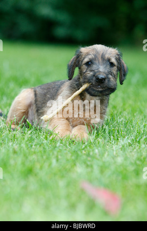 Westfalia / Westfalen-Terrier Welpen Kauen auf kauen-Stick, Deutschland Stockfoto