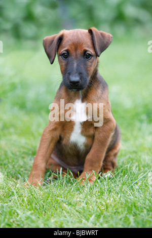 Westfalia / Westfalen-Terrier Welpen sitzen im Garten, Deutschland Stockfoto