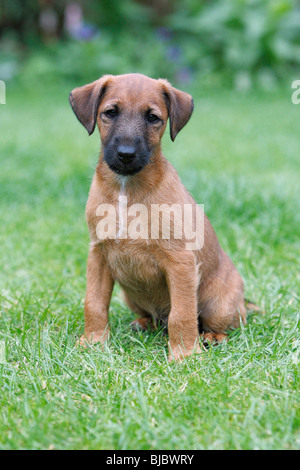 Westfalia / Westfalen-Terrier Welpen sitzen im Garten, Deutschland Stockfoto