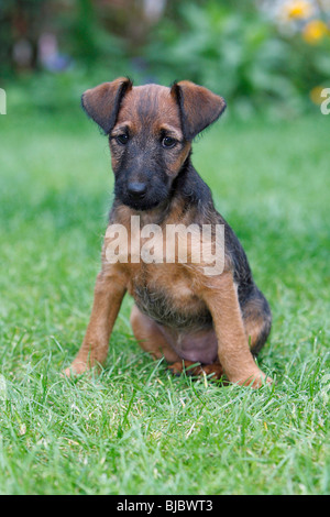 Westfalia / Westfalen-Terrier Welpen sitzen im Garten, Deutschland Stockfoto