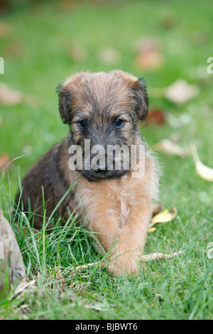 Westfalia / Westfalen-Terrier Welpen sitzen im Garten, Deutschland Stockfoto