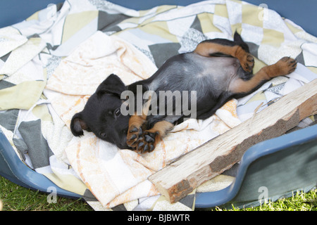 Westfalia / Westfalen Terrier Welpe im Korb spielen, Deutschland Stockfoto