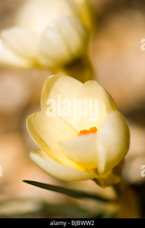 Nahaufnahme von Crocus Chrysanthus 'Cream Beauty' in Blüte im Frühjahr in Cotswolds Stockfoto