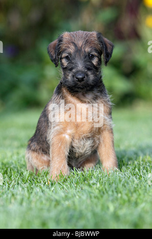 Westfalia / Westfalen-Terrier Welpen sitzen im Garten, Deutschland Stockfoto