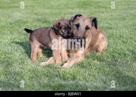 Westfalia / Westfalen-Terrier Welpen spielen mit Vater, Deutschland Stockfoto