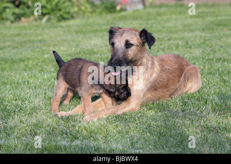 Westfalia / Westfalen-Terrier Welpen spielen mit Vater, Deutschland Stockfoto