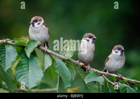 Baum-Spatz (Passer Montanus) drei Jungvögel thront auf Zweig Stockfoto