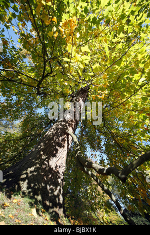 Tulpenbaum (Liriodendron Tulipifera), zeigt Herbstfärbung, Deutschland Stockfoto